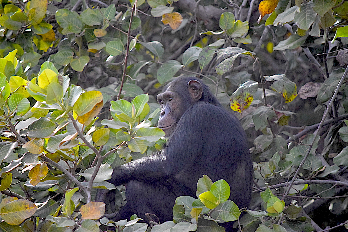 Chimps & Hippos