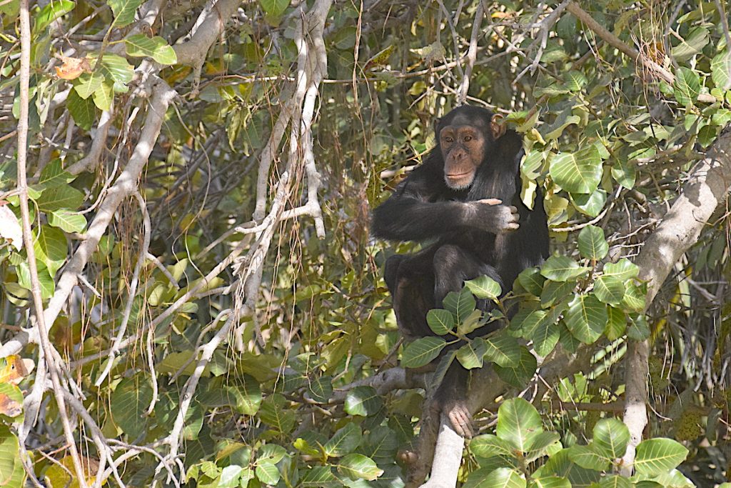 Gambia's wildlife 