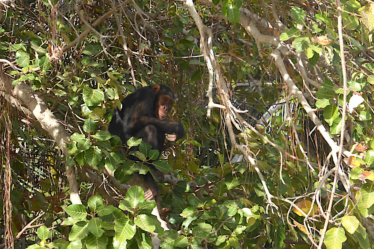 Chimpanzee