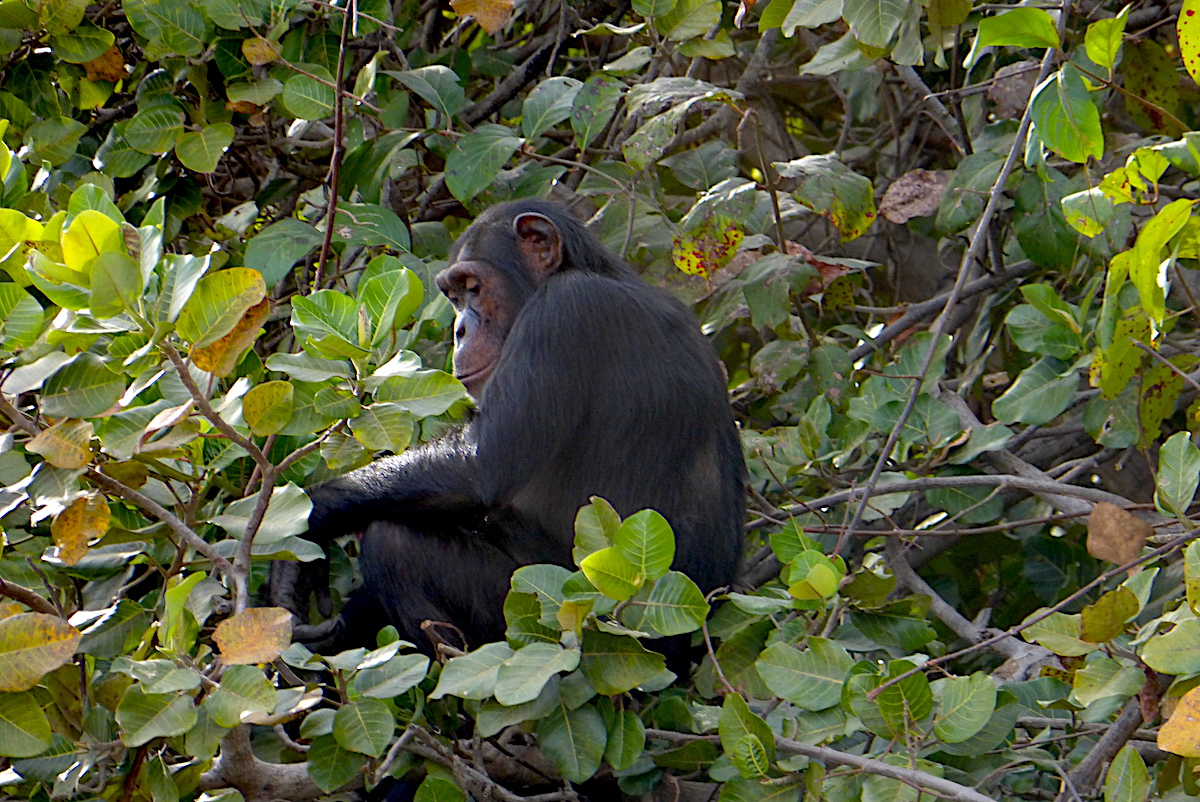 Gambia chimpanzee islands