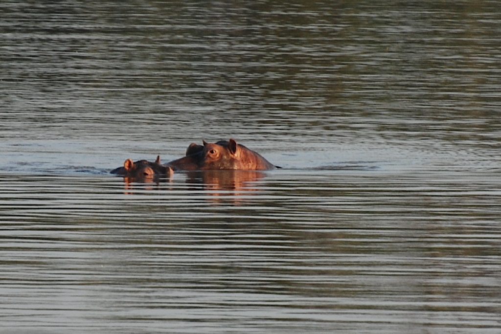 Hippo on The Gambia River