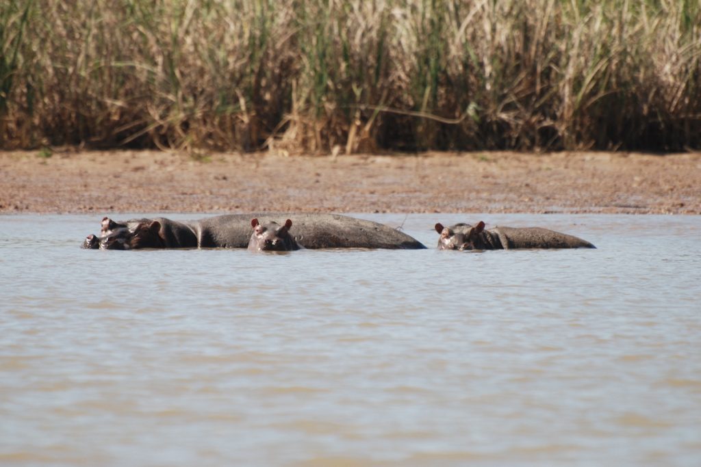 Family of Hippos