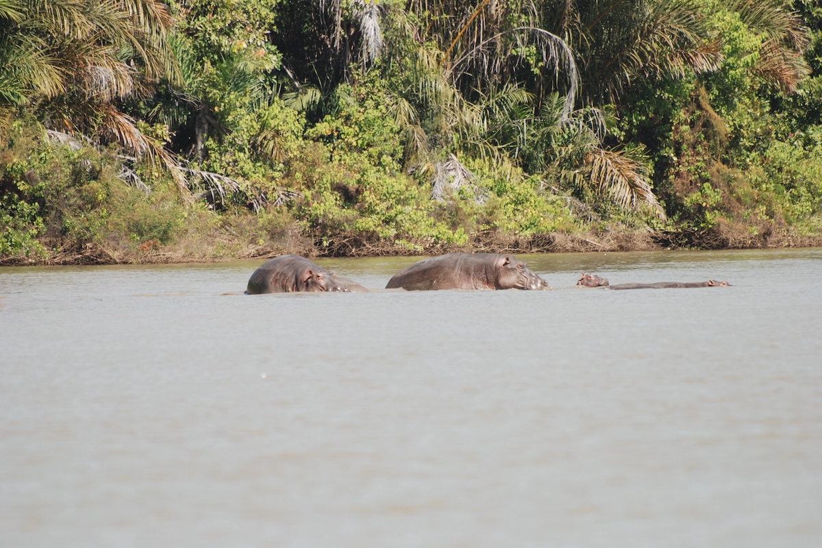 Hippos with young
