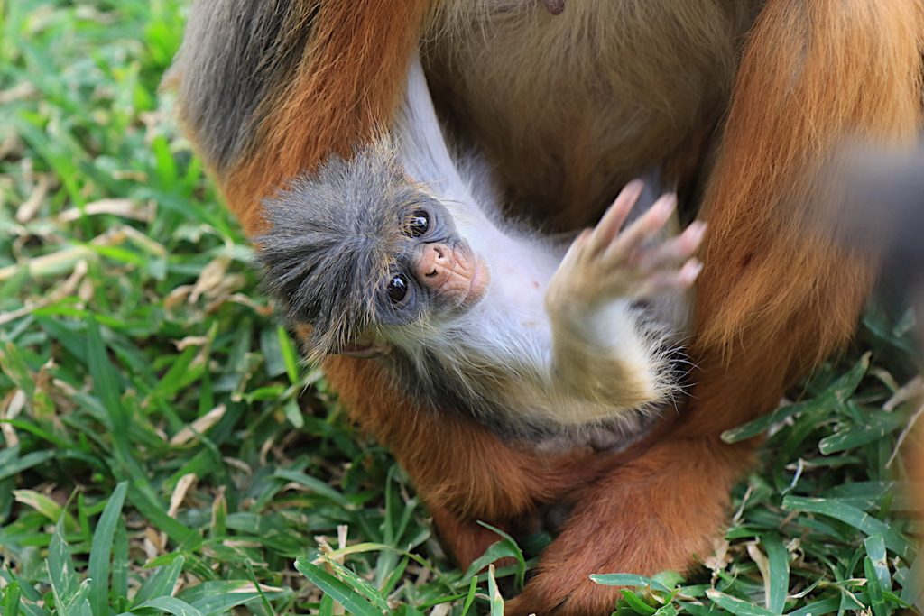 Infant red colobus