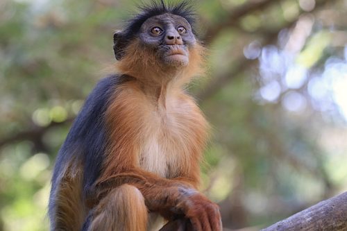 Red Colobus