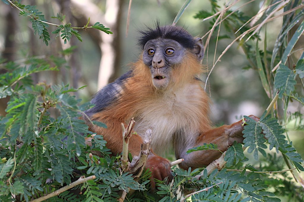 Subadult red colobus