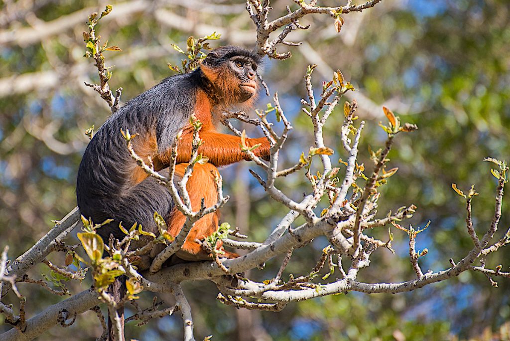 Western Red Colobus