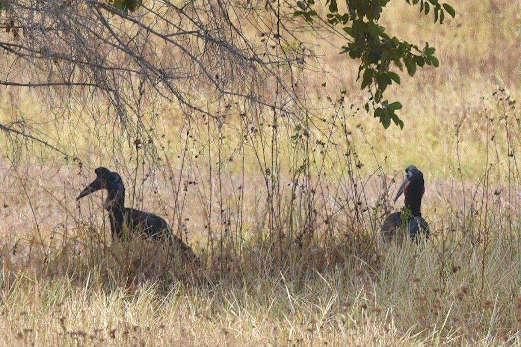 Abyssinian Ground Hornbill River Gambia