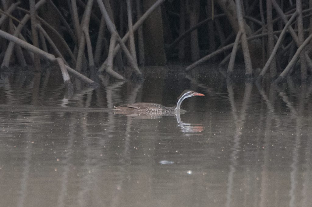 African Finfoot Gambia river