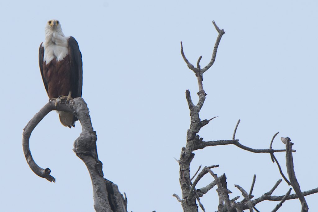 African Fish Eagle Gambia River
