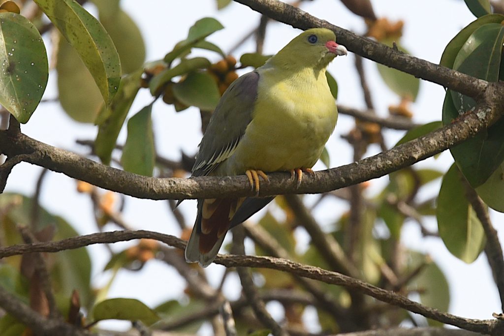African Green Pigeon Gambia River