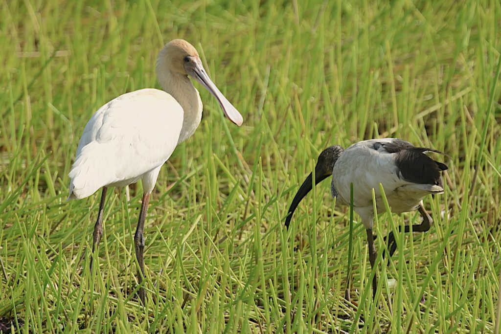 African Spoonbill and Sacred Ibis Gambia River