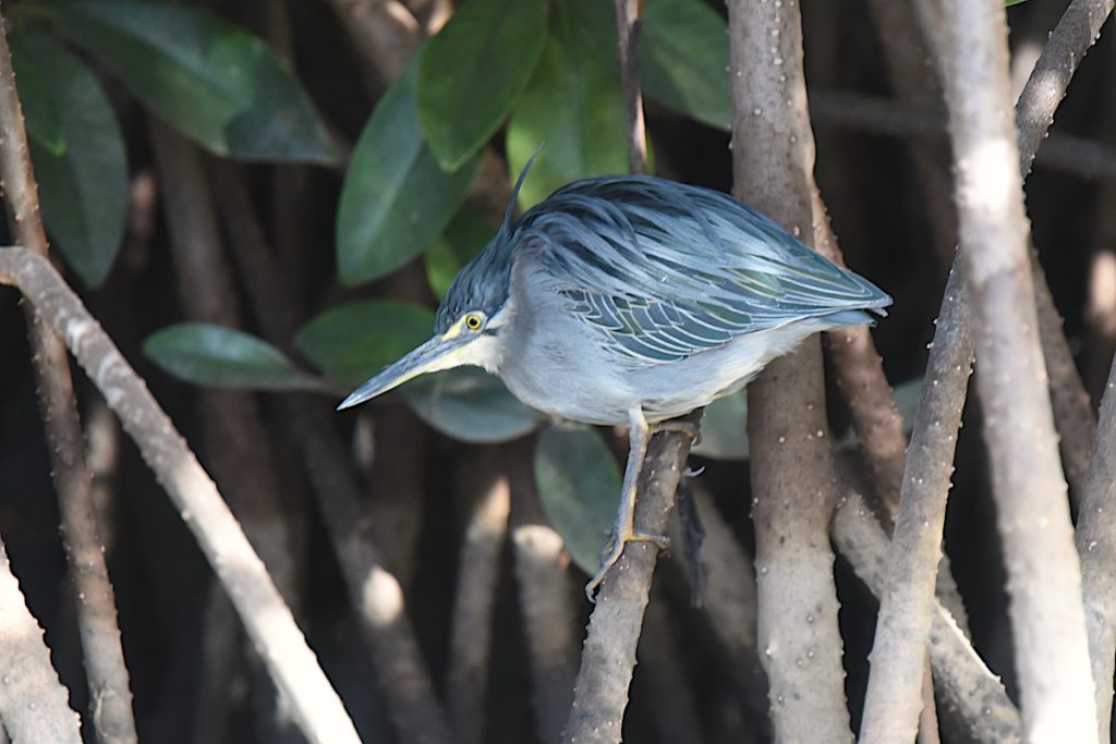 Green-backed Heron