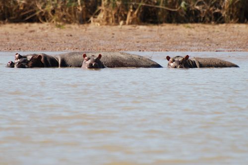 Janjanbureh - Basse