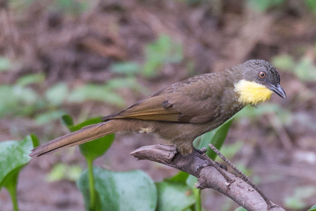 Yellow Throated Leaf-Love