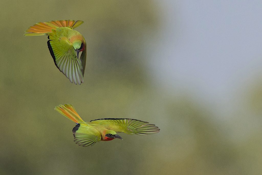 Red Throated Bee-eaters at Bansang beautiful pair of Red Throated Bee-eaters | photo by Jan Erik Roer