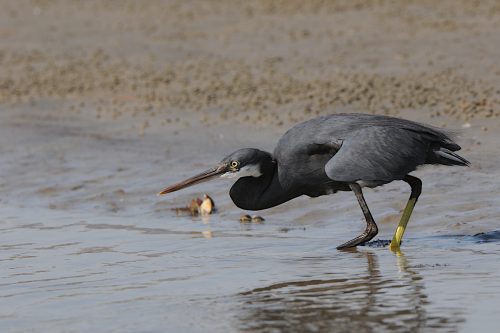 Western Reef Heron