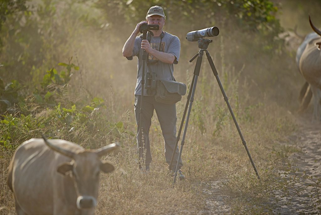 Birding along the river Gambia