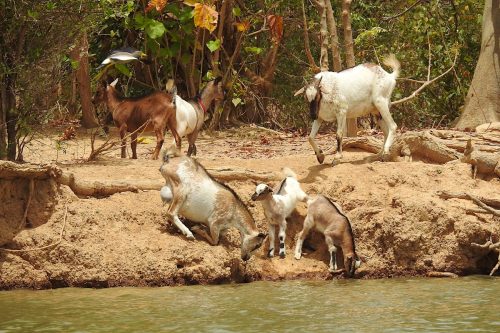 Livestock by the riverside