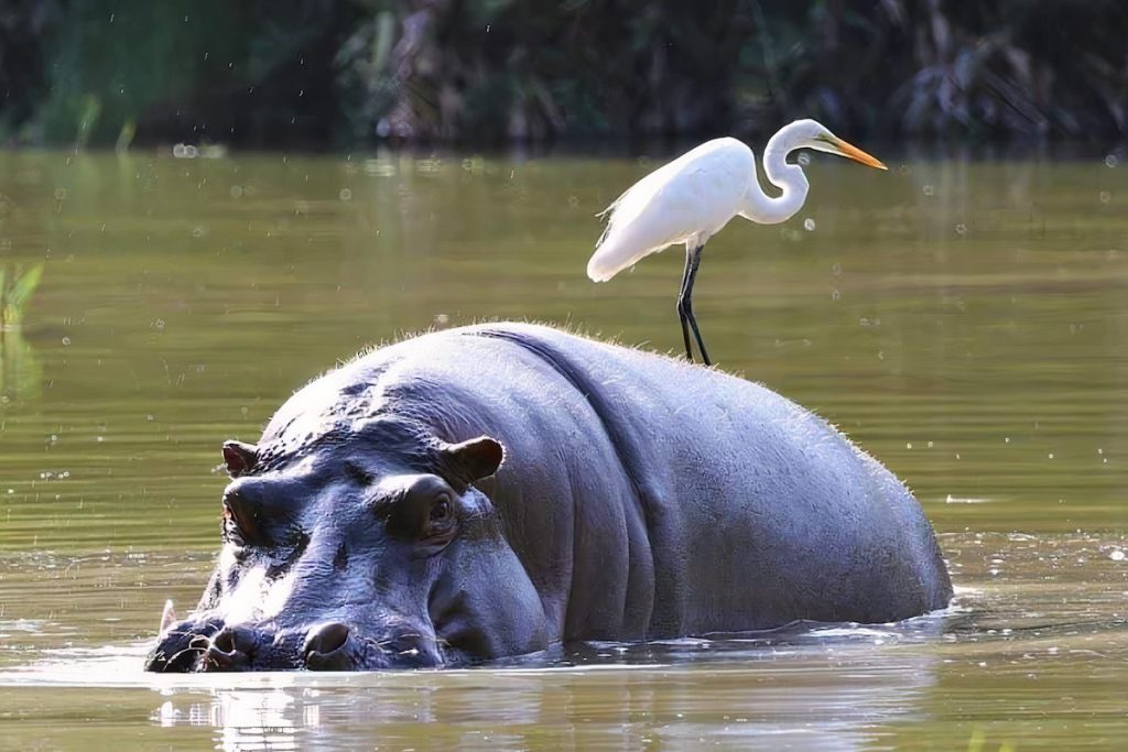 Hippo posing with egret