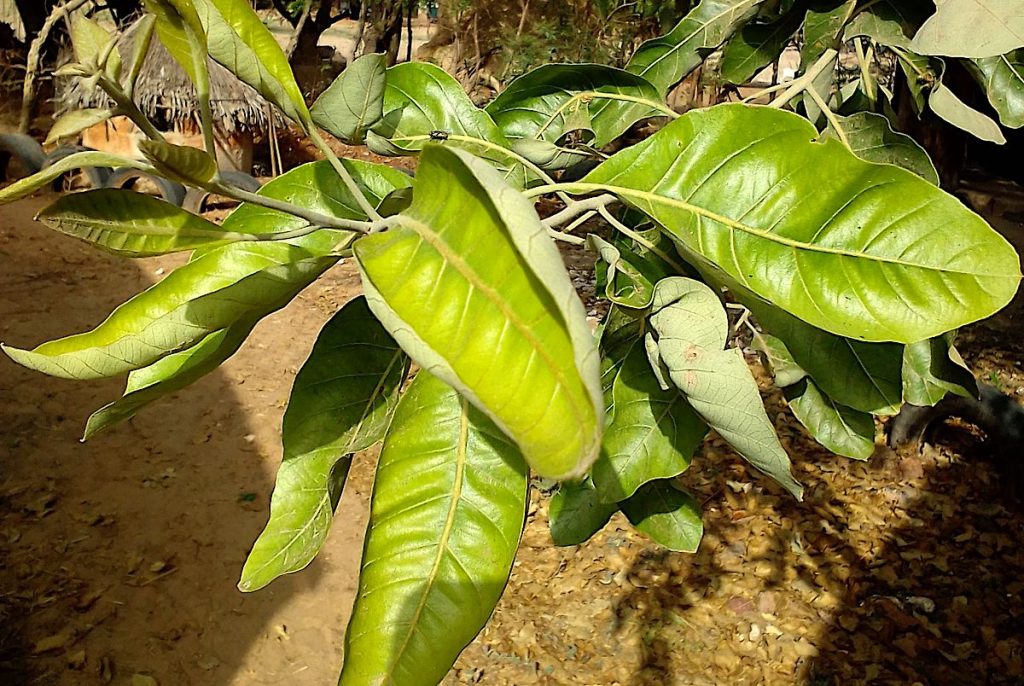 Gambian bush tea