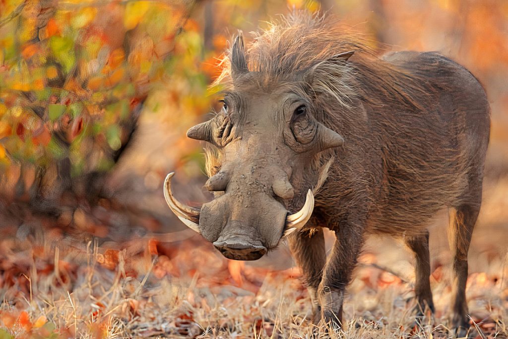 Bushpig AKA warthog