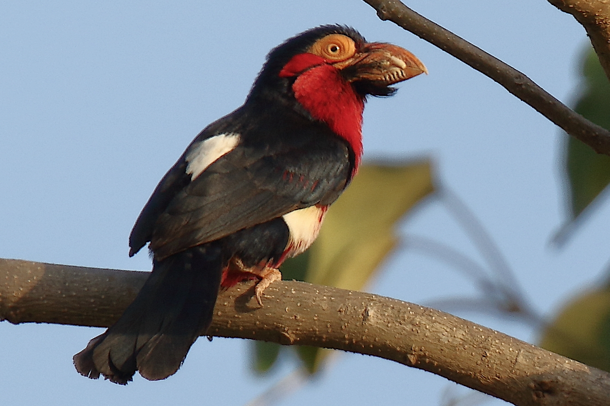 Bearded Barbet