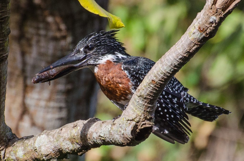 Giant Kingfisher