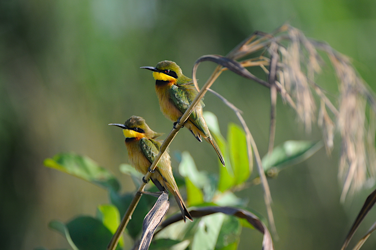 Little Bee-eater