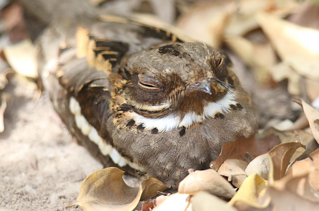 Long-tailed Nightjar