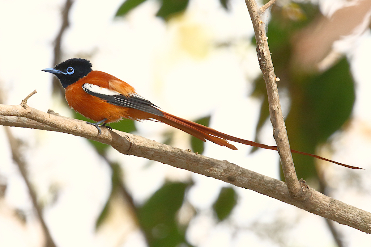 Birding in Gambia