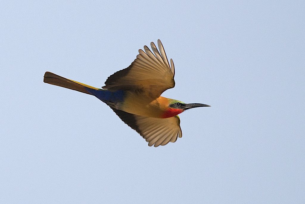 Red-throated Bee-eater