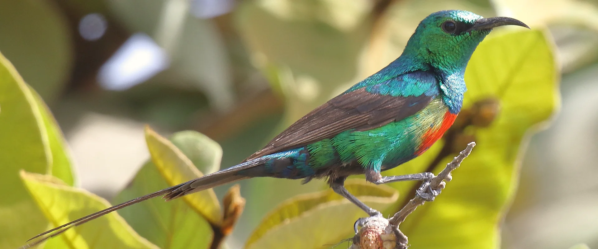 Birding along the river gambia