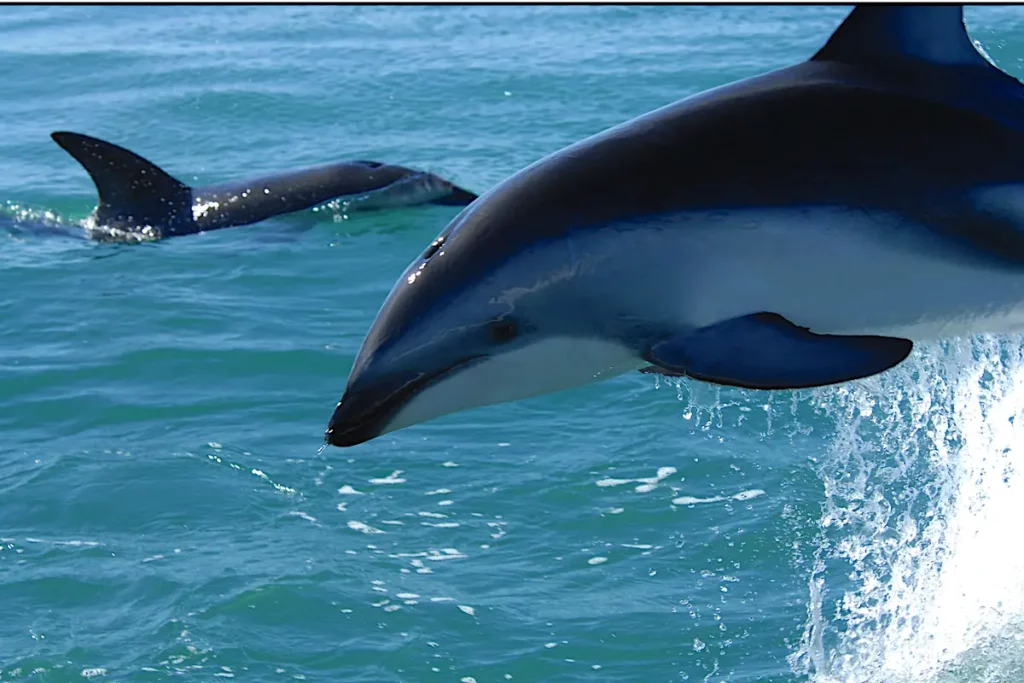 Dolphins playing in The River Gambia