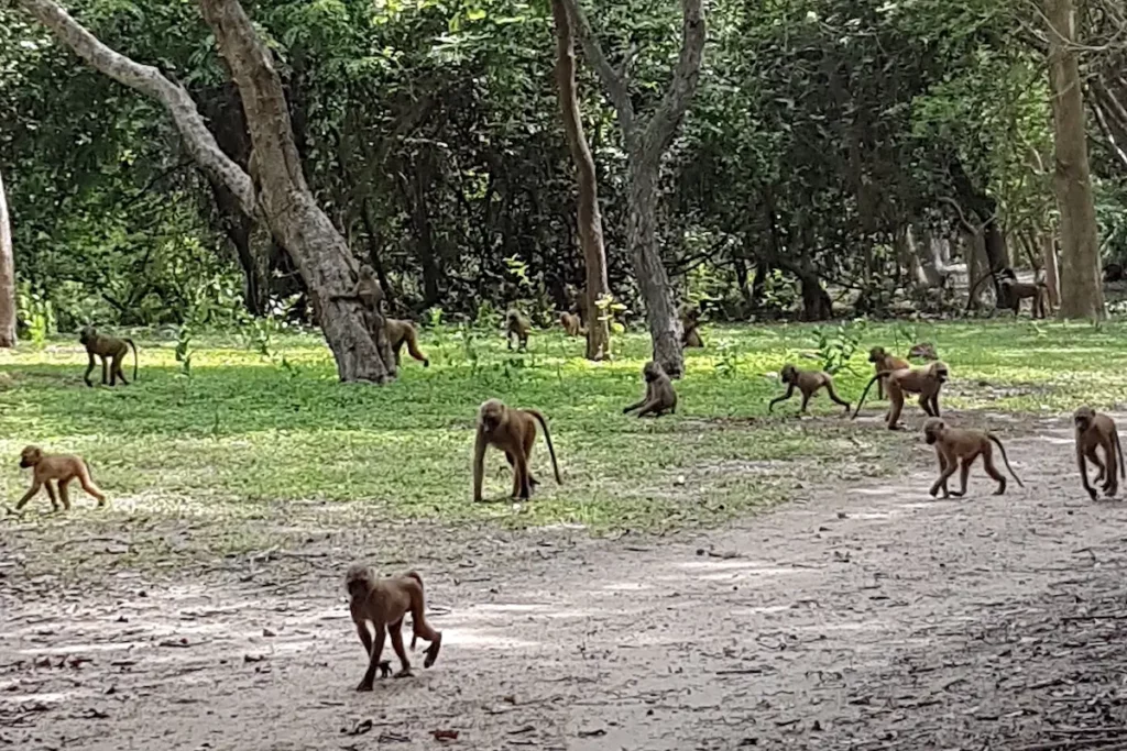 Baboons Upriver gambia