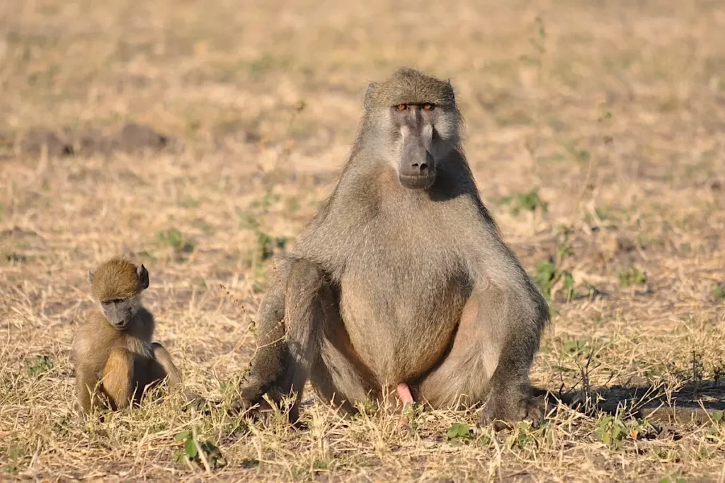 Baboon with infant
