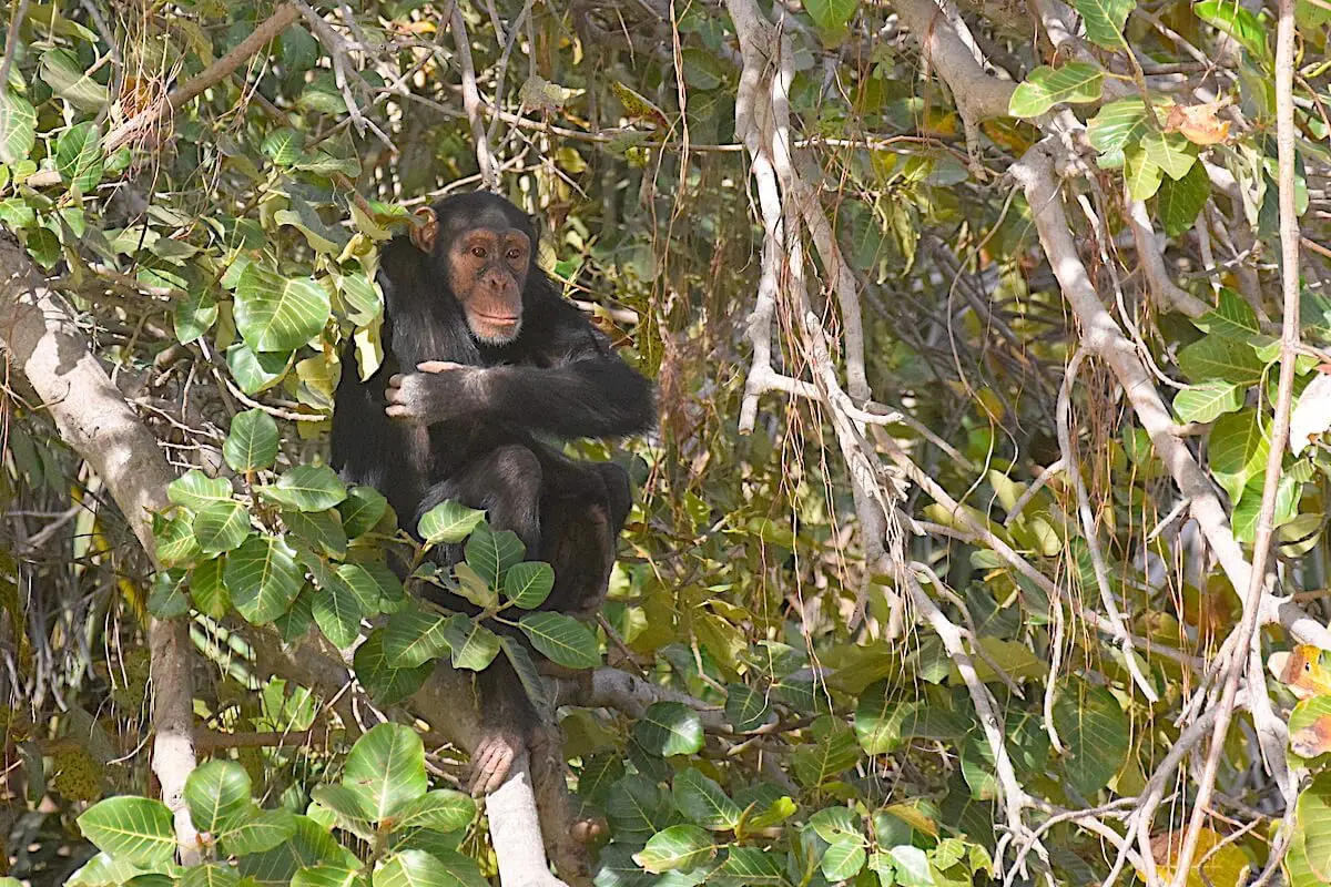 Gambia Chimpanzee