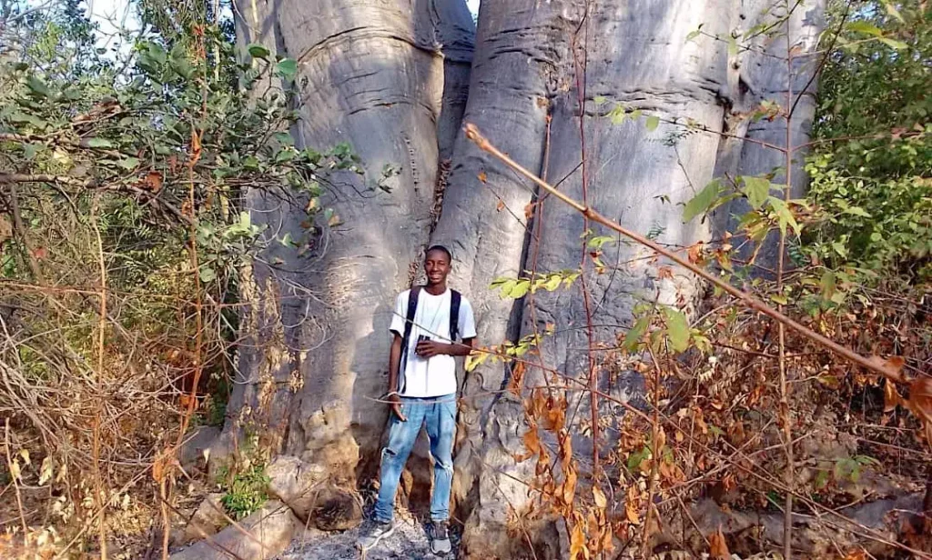 Hiking Gambia- Huge Baobab Tree
