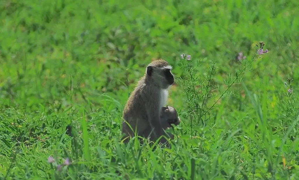 Hiking trails Gambia- Green Vervet Monkey