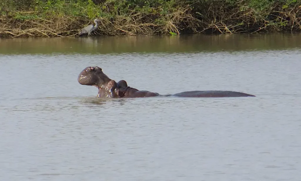 Hippo upriver Gambia