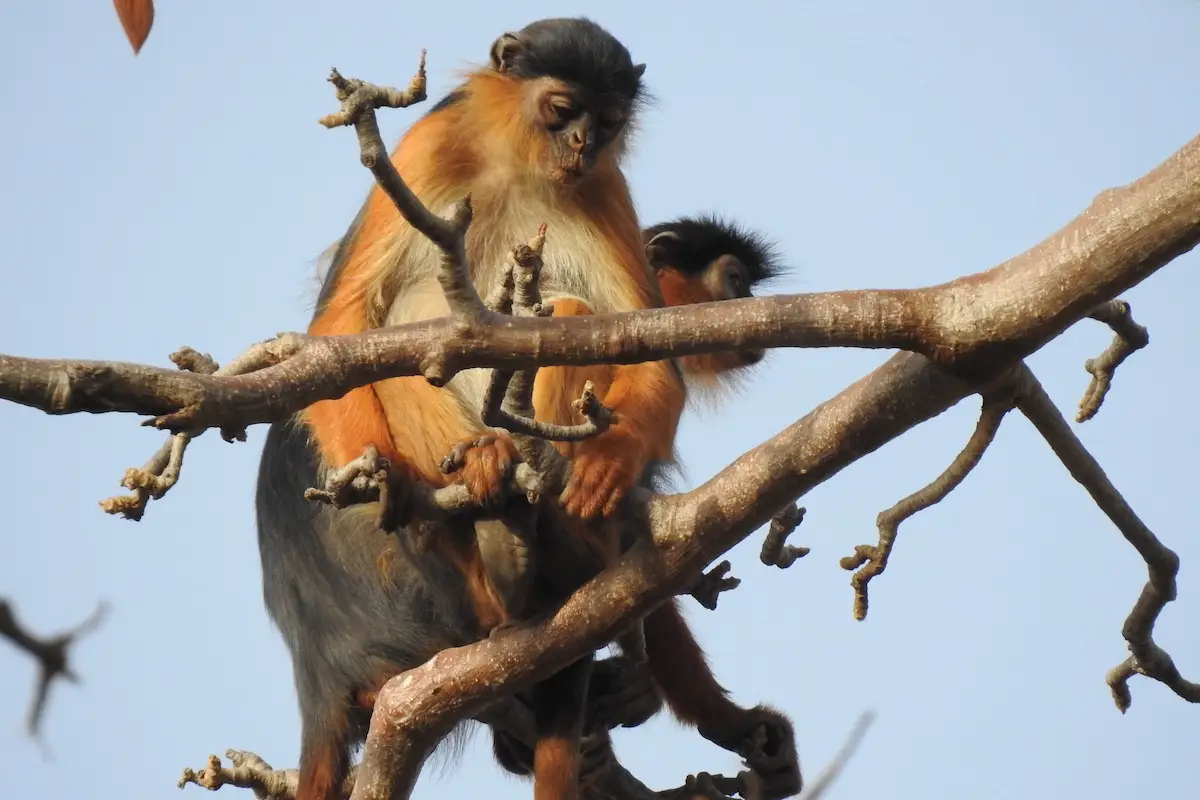 Red Colobus upriver trips
