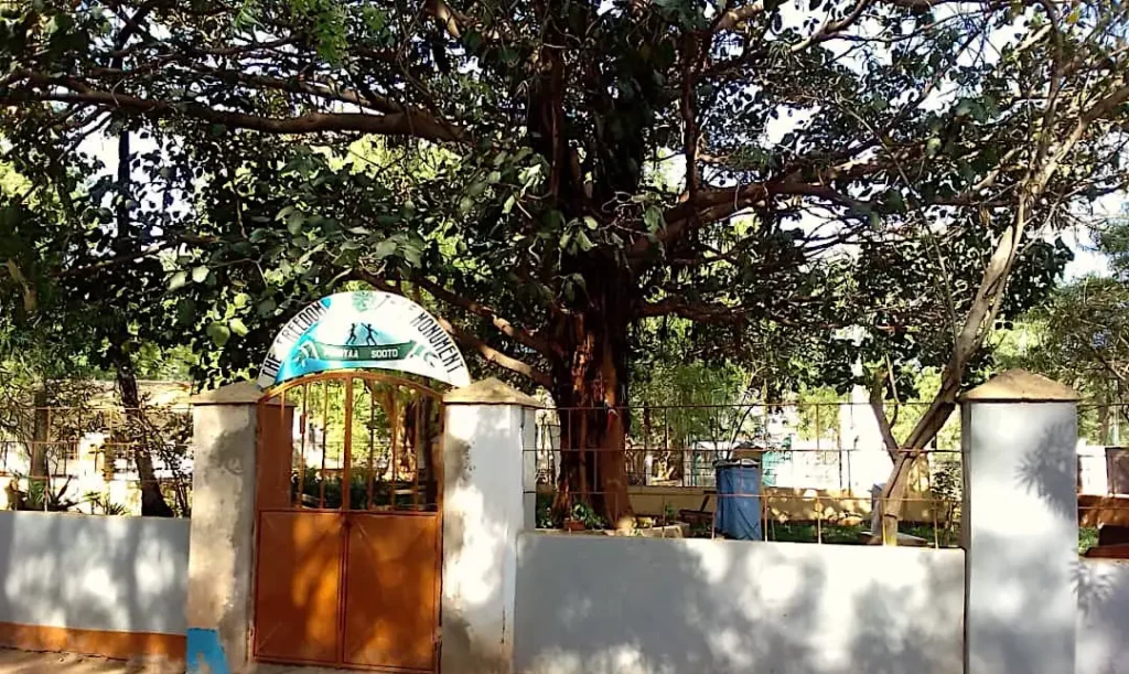 The Freedom Tree - Gambia