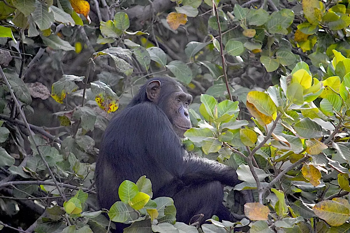 Upriver Gambia