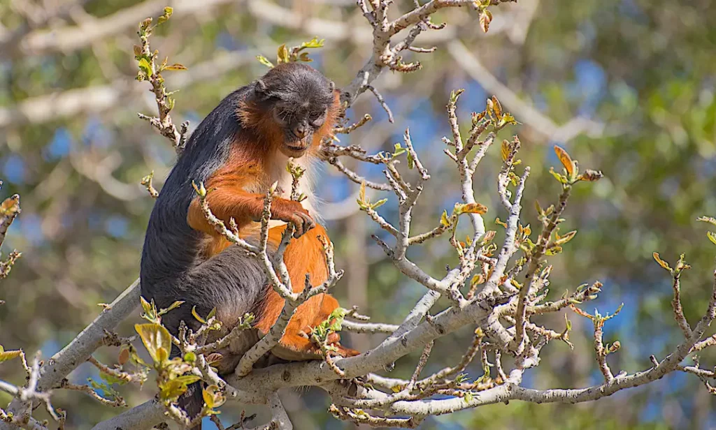 Western Red Colobus Monkey- Upriver Gambia